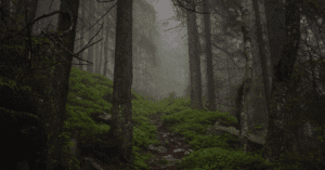 "Dark empty forest near haunted mines. Where silence feels unnatural"